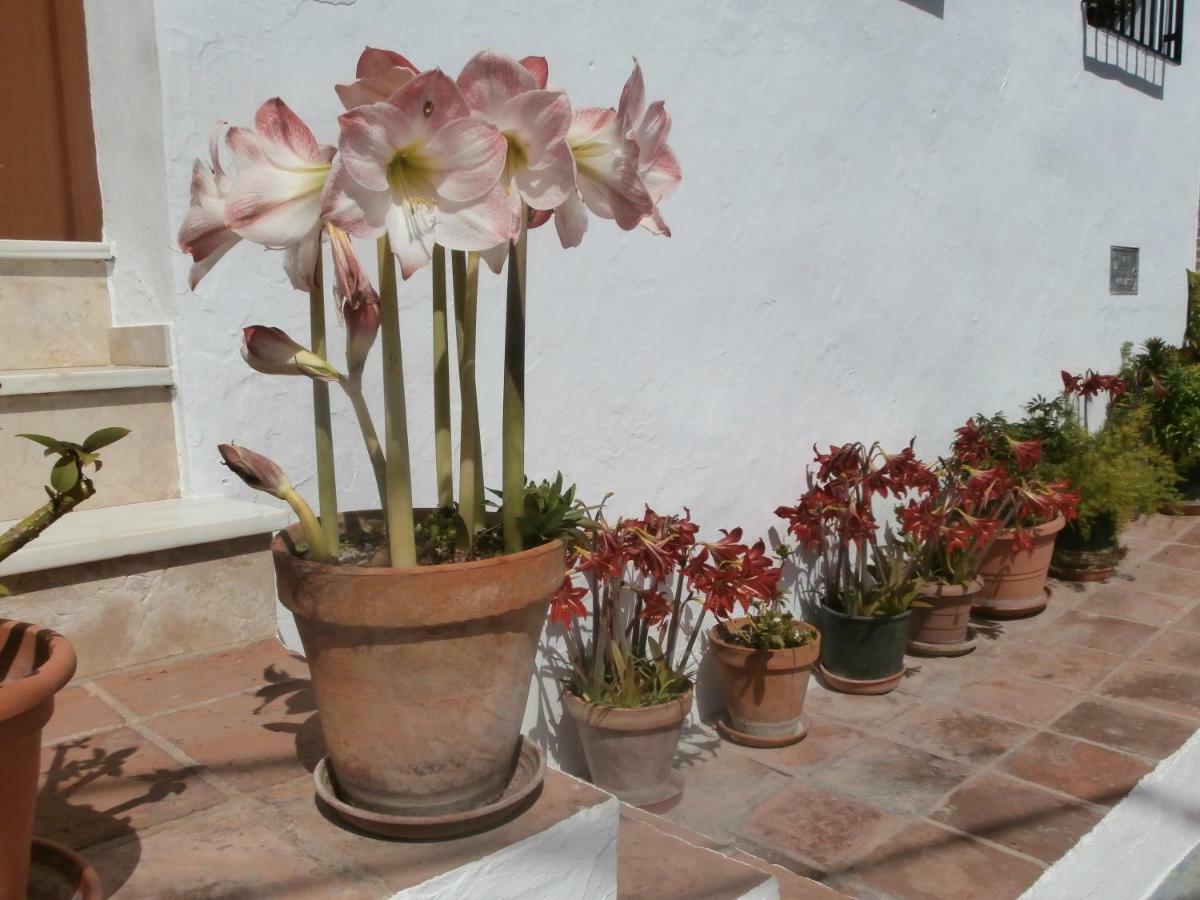 Casa Alta B&B Torrox Buitenkant foto